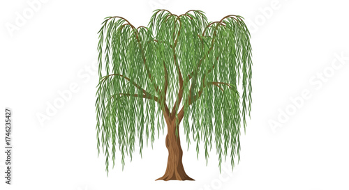 Illustration of a weeping willow tree with green leaves and brown trunk.