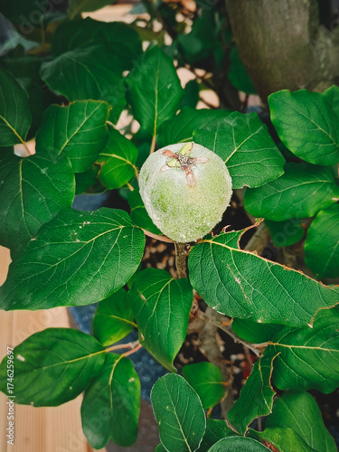 An unripe quince fruit among green leaves. Close-up, vertical photograph.