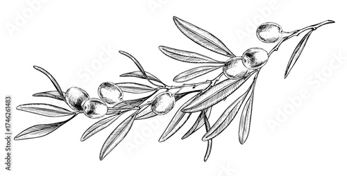 An olive branch with leaves and fruits drawn in an engraving style. Black and white botanical vector illustration on a white background. Sketch of a Mediterranean plant. Design for labels, packaging.