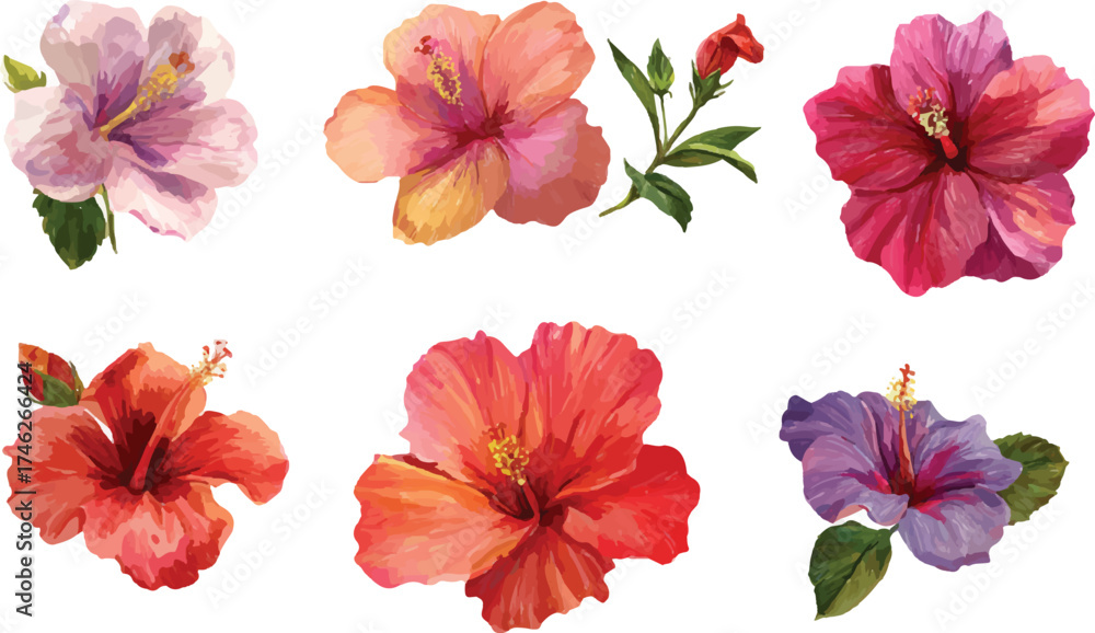 Fototapeta premium set of hibiscus flowers
