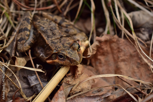 Brown frog in autumn