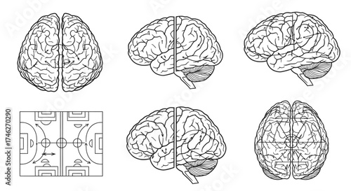 Vector art of brainstorming session a detailed sketch of the human brain from multiple angles, accompanied by a handball court layout