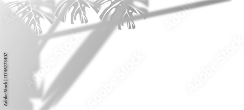 palm tree isolated on black
