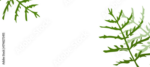 bamboo leaves isolated on white