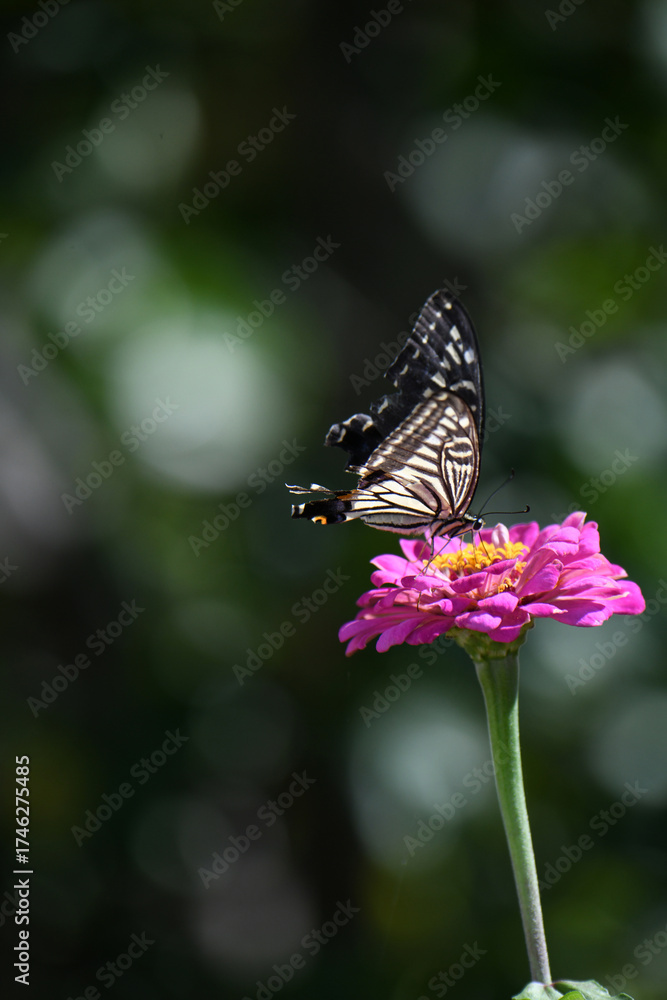 Naklejka premium ジニアの花とアゲハチョウ