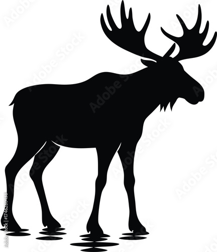 Majestic moose standing in water with large antlers silhouette on white background