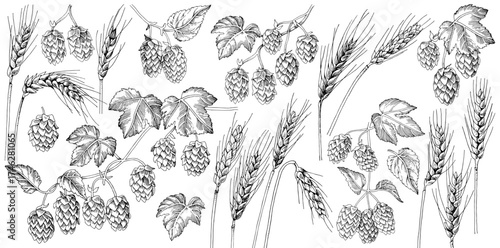 Hop and malt hand drawn collection