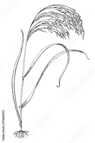 Forage grass for pasture and hay vector set