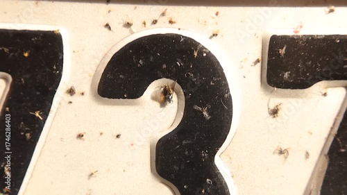 Powerful scene showing dead insects stuck to a car license plate. Shocking visual metaphor of human impact, pollution and biodiversity decline. Ideal for documentaries, campaigns and research projects