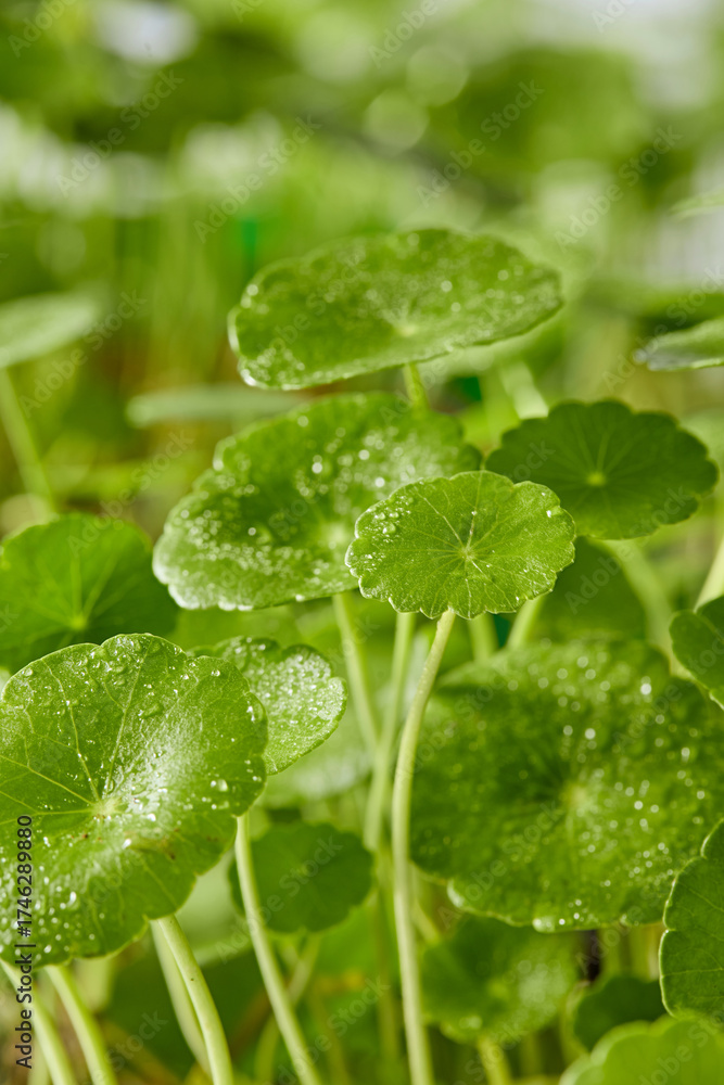 Fototapeta premium Close-up macro capture of Centella leaf surface with natural dew, fresh textures photographed for cosmetic ingredient concept visuals.