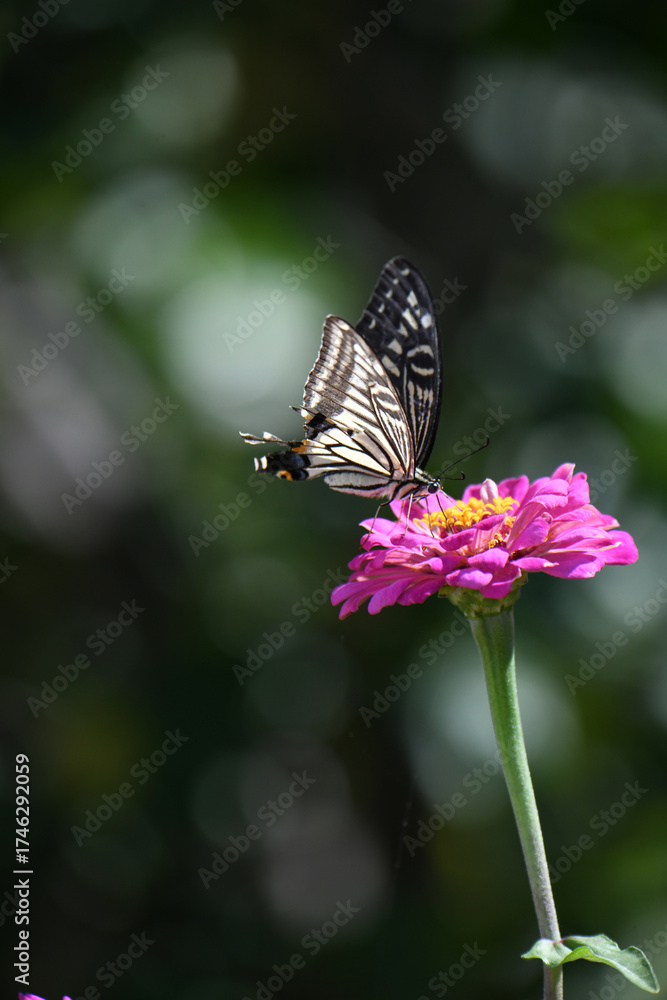 Obraz premium ジニアの花とアゲハチョウ