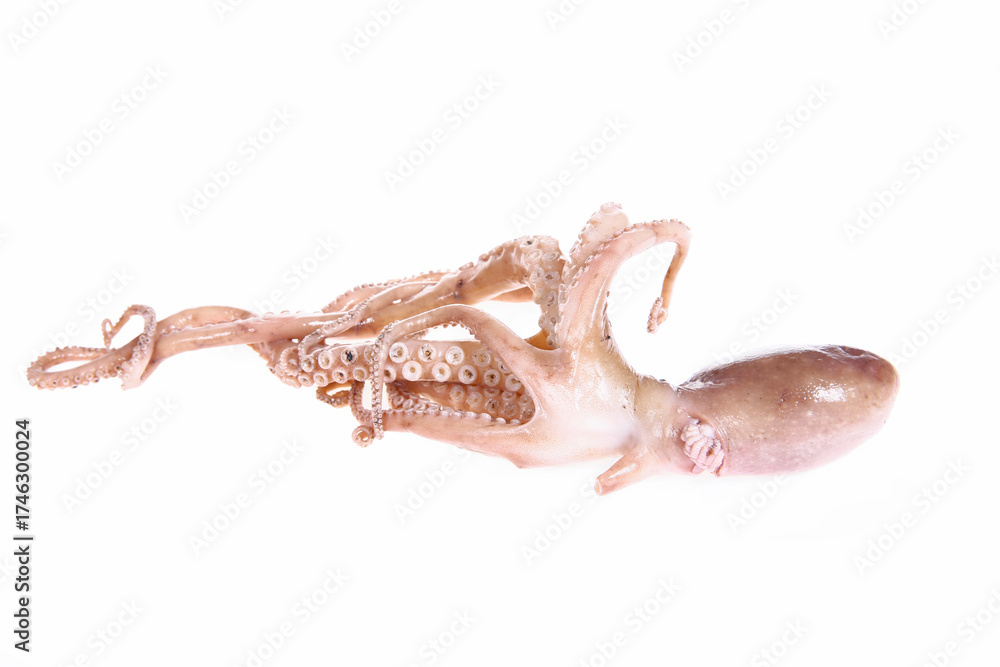 Obraz premium Octopus on a white background