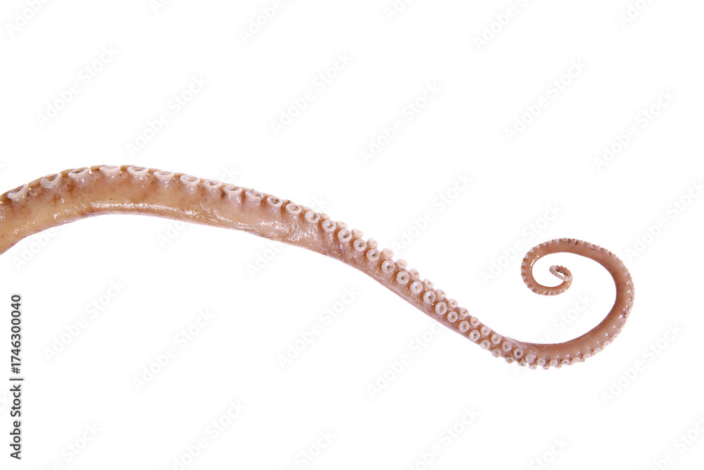 Naklejka premium Octopus on a white background
