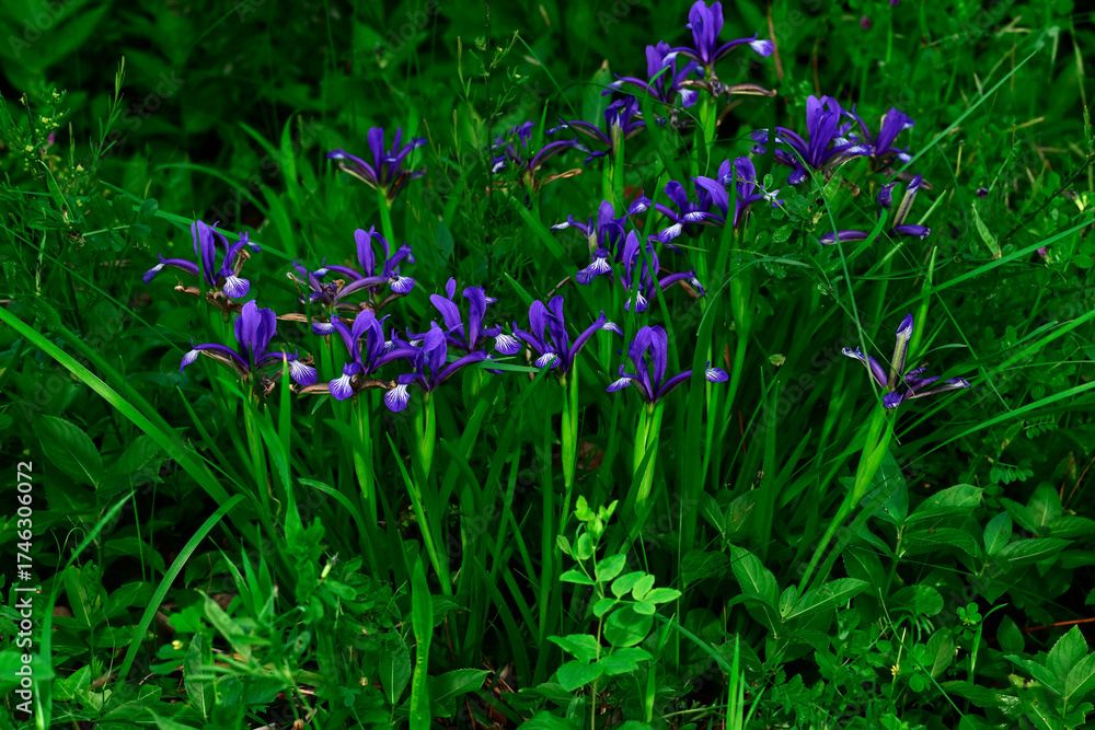 Fototapeta premium Sintenis-Schwertlilie (Iris sintenisii) - Biosphärenreservat Ropotamo, Bulgarien