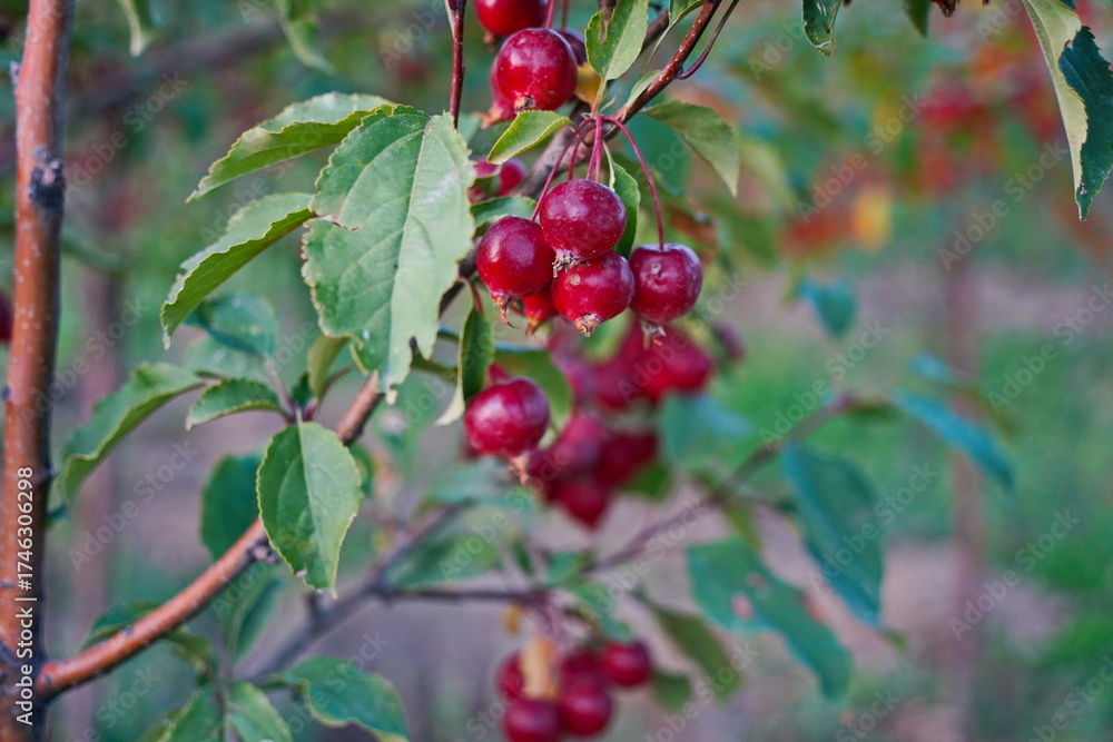 Obraz premium Branches of an apple tree. Big garden, harvest time.