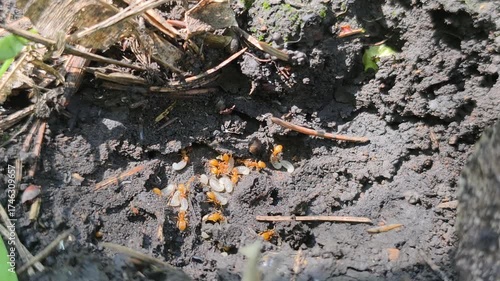 Ants hurriedly carry their larvae into the safety of their anthill, showcasing their incredible organization and survival instincts. 