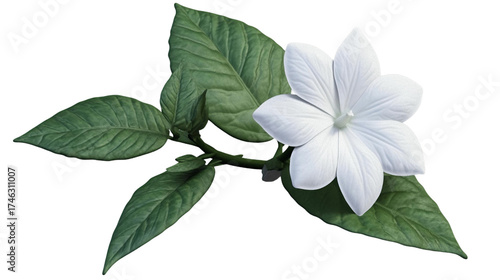 Delicate white flower with green leaves isolated on a transparent background