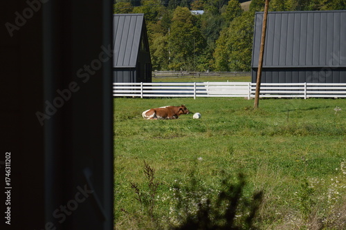 cow in a field