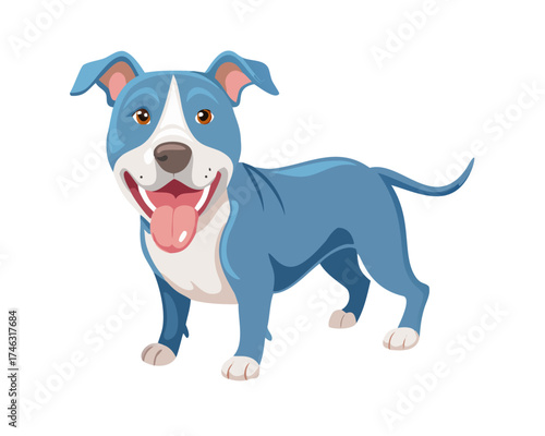 A happy blue and white Pit Bull Terrier mixed breed dog with its tongue hanging out