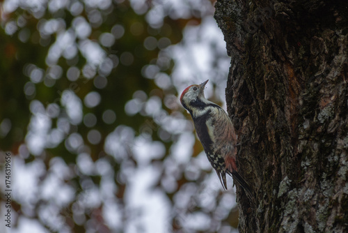 woodpecker on a tree