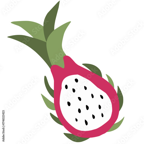 vector illustration of a half dragon fruit