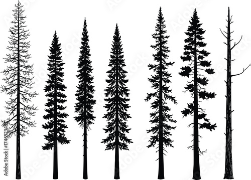 Set of tall pine and fir tree silhouettes with natural forest shapes, black evergreen vector illustration design on white background nature concept