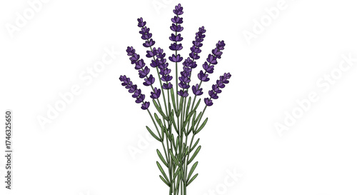 A beautiful bunch of lavender flowers with green stems and leaves.