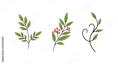 Botanical decorative elements featuring green leaves and berries.