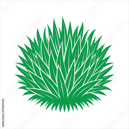 Grass tuft with wide flat rounded blades