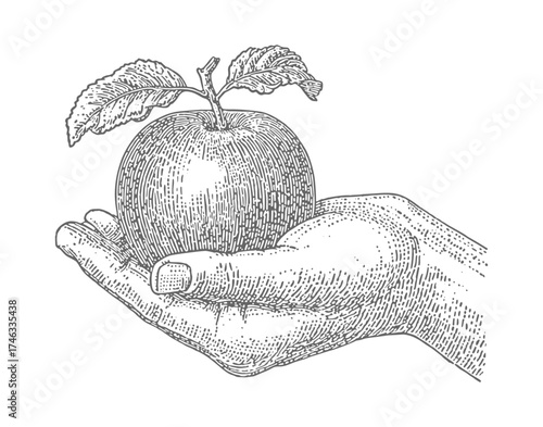 Hand holding an apple with leaves, a classic black and white illustration. Vintage rough woodcut engraving linocut style vector illustration.