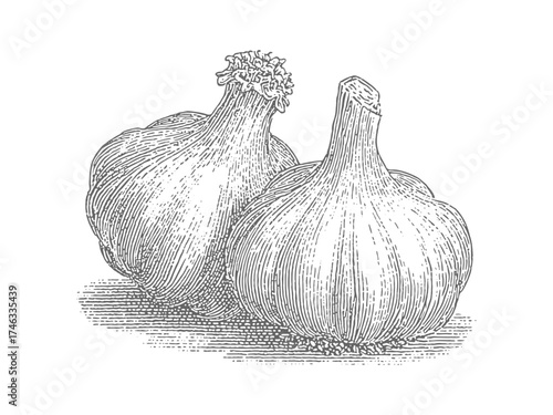 Detailed black and white illustration of two garlic bulbs. Vintage rough woodcut engraving linocut style vector illustration.