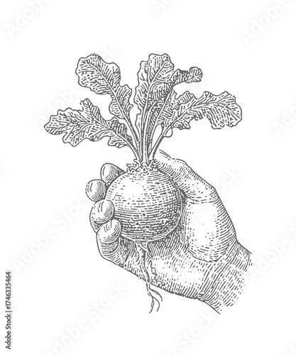 Hand holding a freshly harvested turnip with its leafy greens, vintage illustration. Vintage rough woodcut engraving linocut style vector illustration.