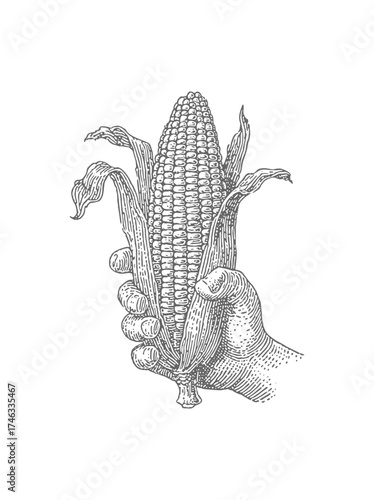 Hand holding a fresh ear of corn, vintage style illustration. Vintage rough woodcut engraving linocut style vector illustration.