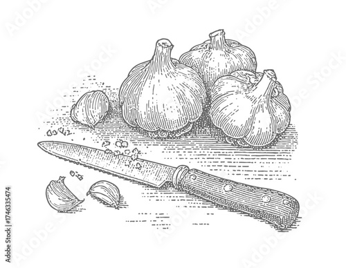Garlic bulbs with a knife, ready for cooking preparation. Vintage rough woodcut engraving linocut style vector illustration. Vintage rough woodcut engraving linocut style vector illustration.
