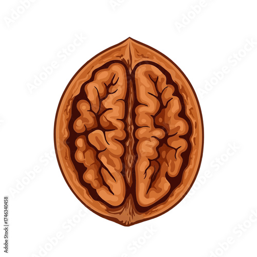 Walnut half in shell, hand-drawn vector, brown earthy colors, healthy snack food concept