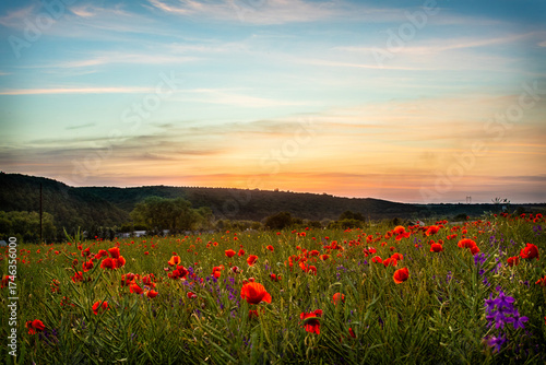 Colorful poppy fields bloom under a serene sunset in the countryside showcasing vibrant red flowers across a vast landscape at dusk