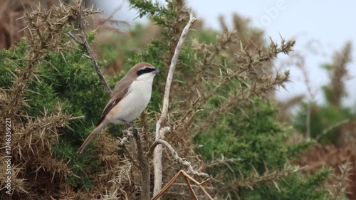 An extremely rare Red-tailed Shrike, Lanius phoenicuroides, hunting for food perching on a gorse bush.