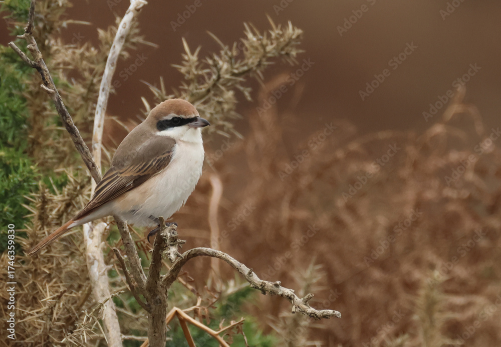 Fototapeta premium An extremely rare Red-tailed Shrike, Lanius phoenicuroides, hunting for food perching on a gorse bush.