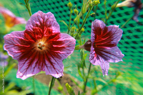Wallpaper Mural red and yellow flowers Torontodigital.ca