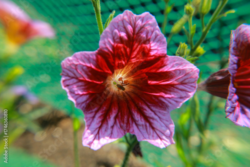 Wallpaper Mural red poppy flower Torontodigital.ca