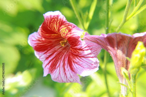 Wallpaper Mural red hibiscus flower Torontodigital.ca