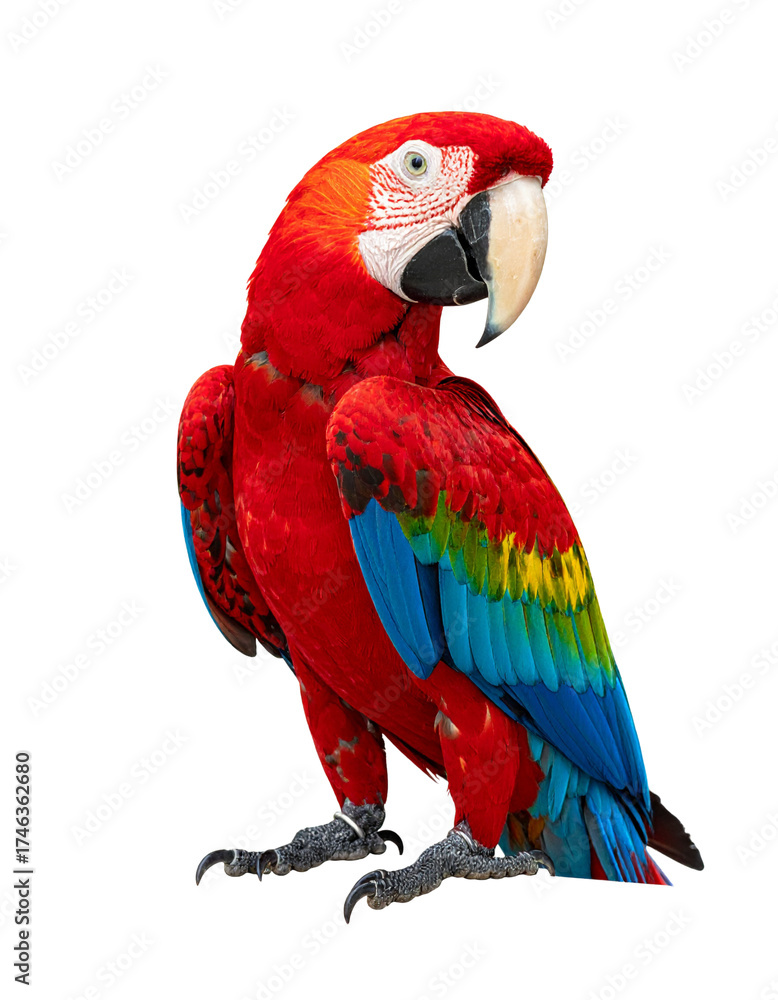 Fototapeta premium One macaw parrot isolated on transparent or white backgrounds