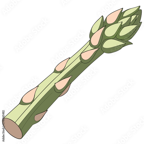 Fresh asparagus stem illustrated on white
