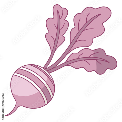 Close-up illustration of a radish with leaves and stem