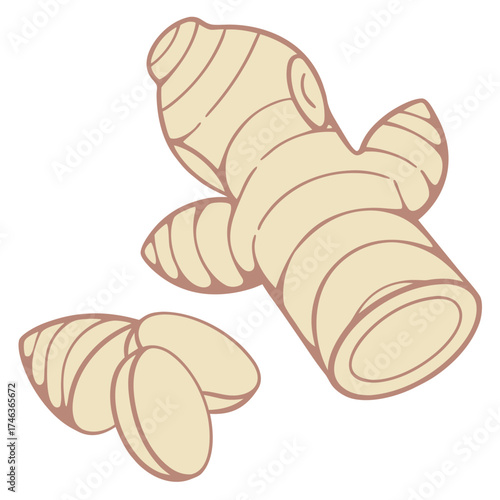 Fresh ginger root illustration