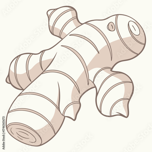 Ginger root illustration on a neutral background