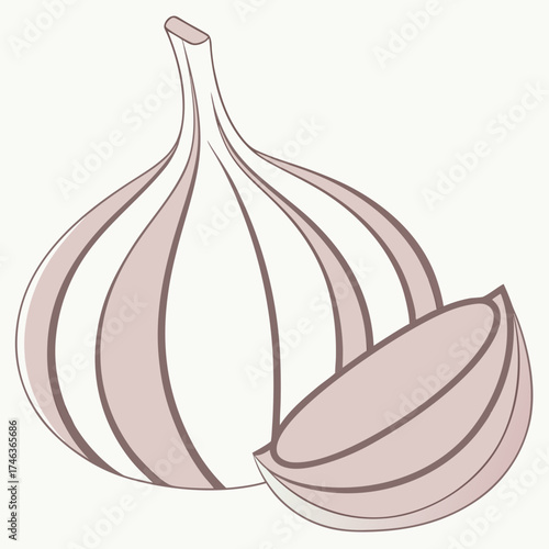 Garlic bulb and clove illustration