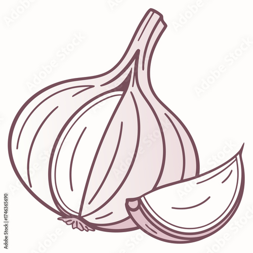 Garlic bulb and clove illustration isolated on white