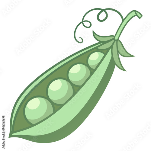 Fresh green pea pod with round peas inside, illustration