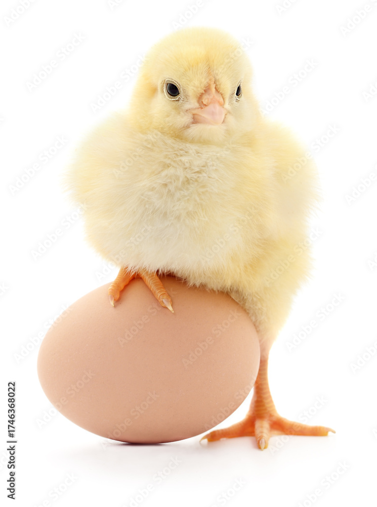 Obraz premium Yellow chick with egg isolated on white background